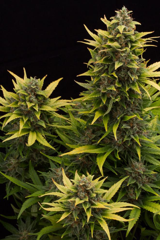 Original Amnesia Autoflowering 4