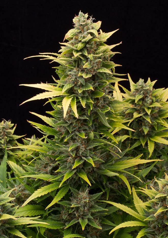 Original Amnesia Autoflowering 3