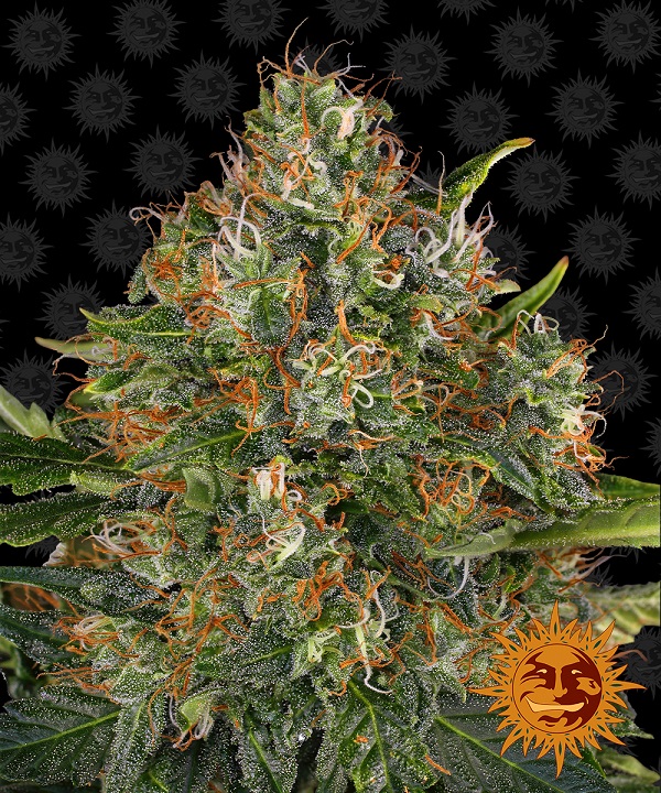 G13 Haze - Buy Barney´s Farm cannabis seeds