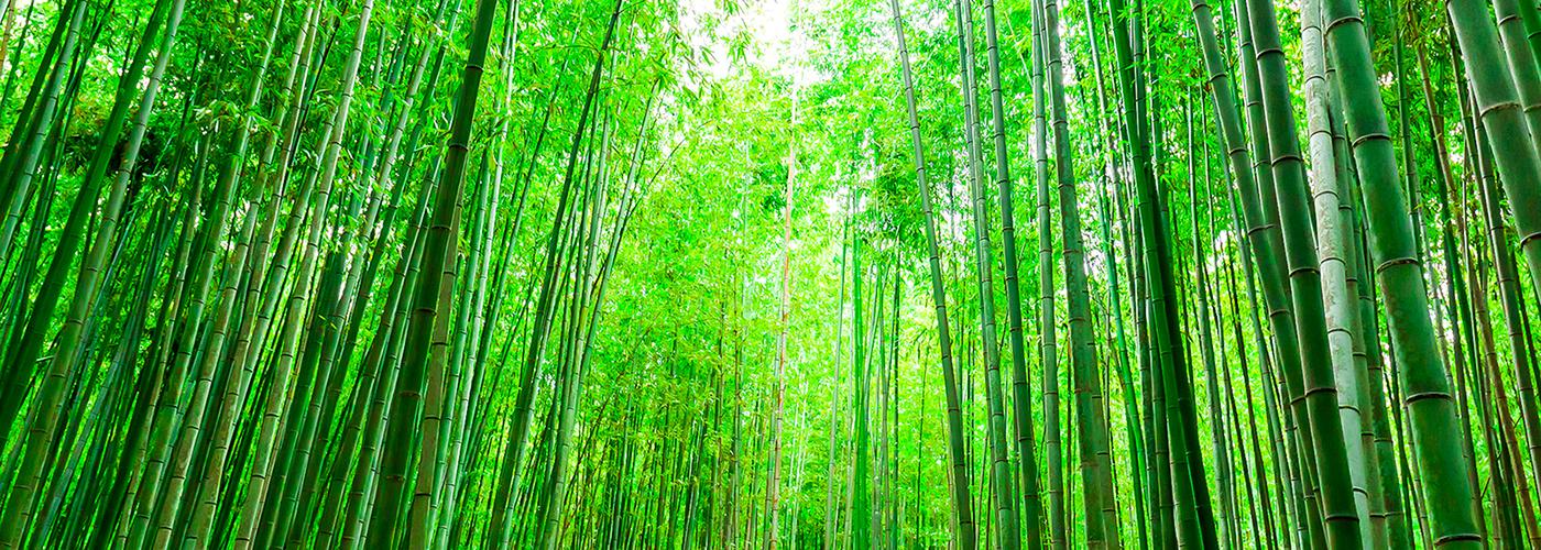 Bamboo