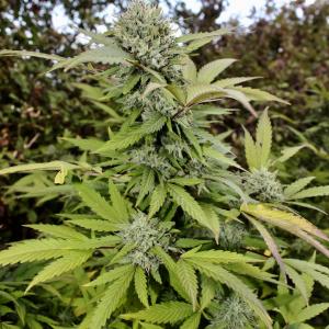 Photo of Blue Kush by Anonyme