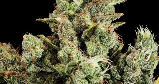 Cheese (Dinafem) — breeder photo