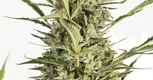 Critical Jack Autoflowering Auto — breeder photo