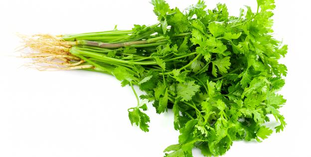 Coriander Cilantro