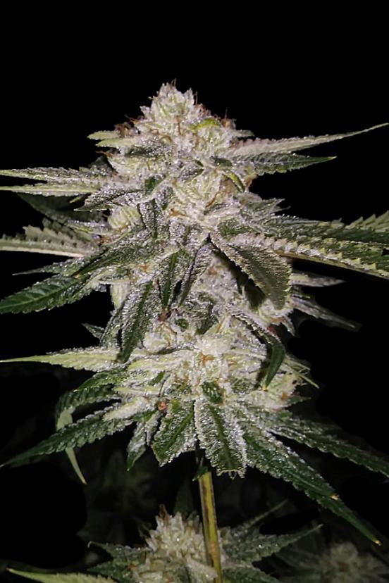 Chocolope Kush Buy DNA cannabis seeds