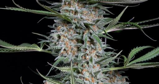 Quick Critical + — breeder photo