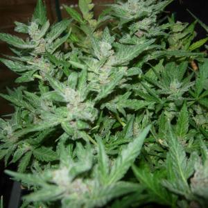 Photo of Cheese XXL Autoflowering by julienflores3