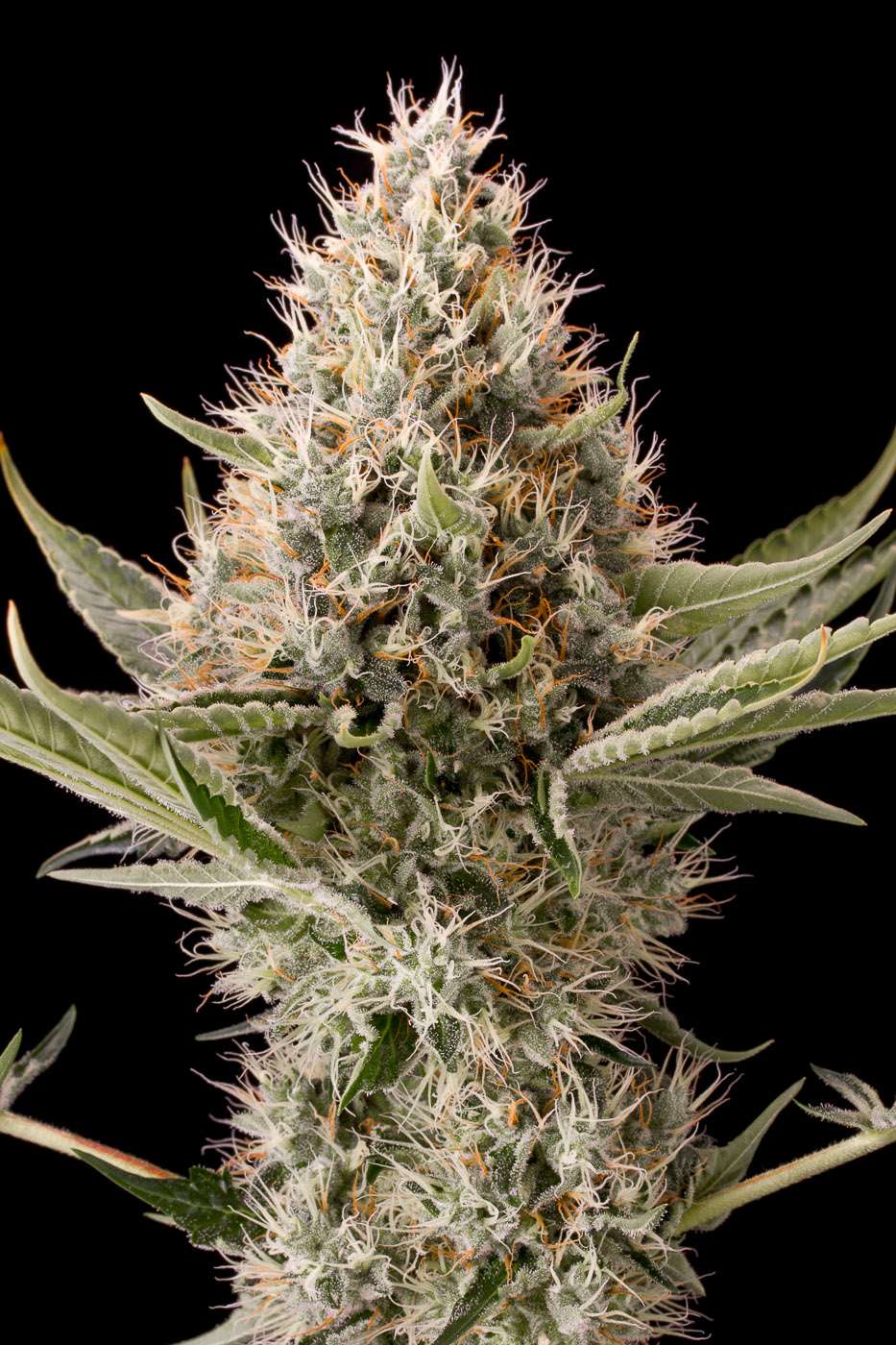 Semi di Cannabis dal THC alto - Dinafem Seeds
