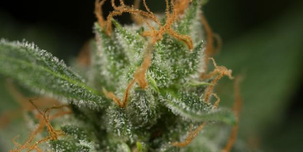 Dinamed CBD Auto Dinafem Seeds