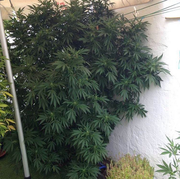 SmB Pack x3 Big Bank Seeds Auto Moby dick Fem. Outdoor and Indoor