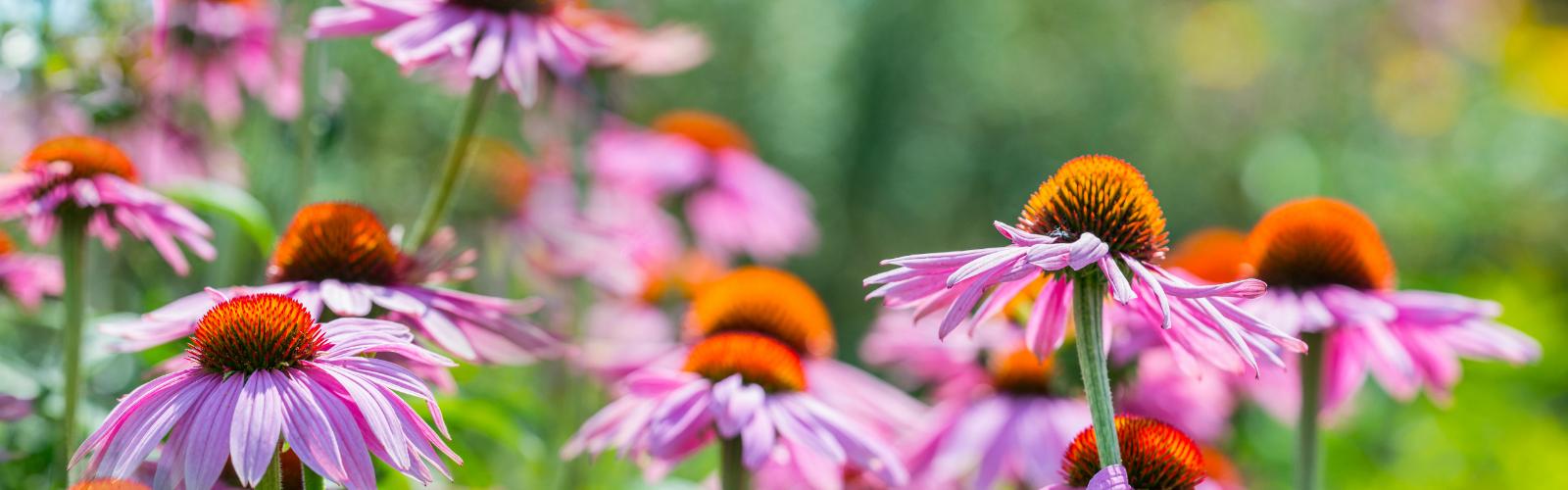 Echinacea