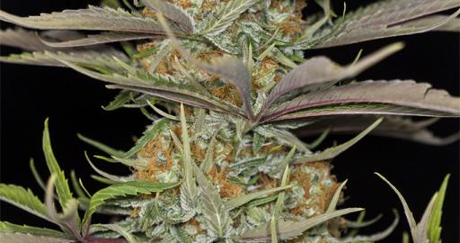 Excellent Godfather OG seeds for sale