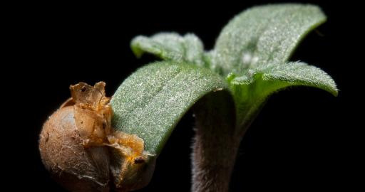 Germinazione dei semi di cannabis - Everweed