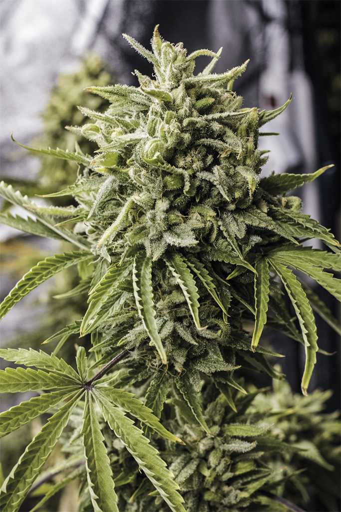 Автоцветы марихуана сценарий профилактика наркотиков