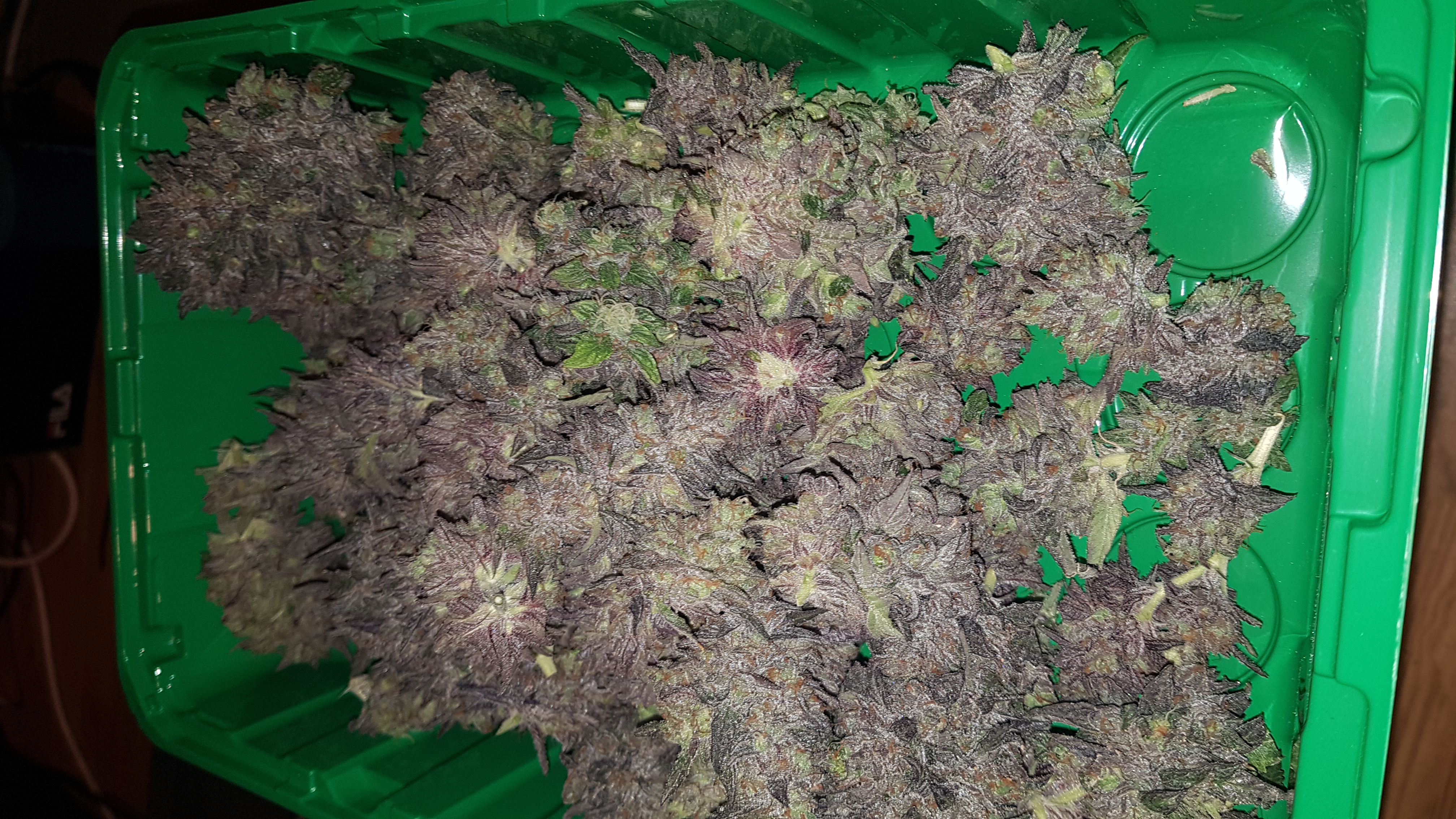 Purple Afghan Kush – Buy Purple Afghan Kush feminized cannabis seeds