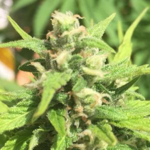 Photo of Blue Cheese Autoflowering by Cristian