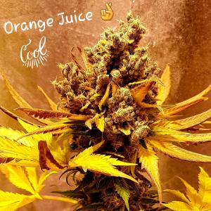 Orange Juice-Foto von MarcoSolo 