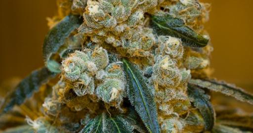 洋楽 Skunk - This Some Bad Weed Vol. 2 Skunk - This Some Bad Weed Vol. 2 – 2 x Vinyl (LP, Compilation