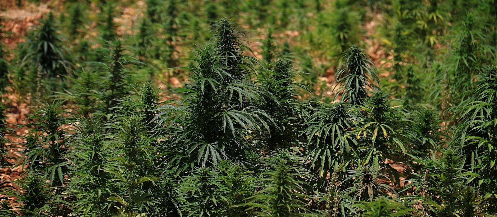 Campo de cannabis en Líbano