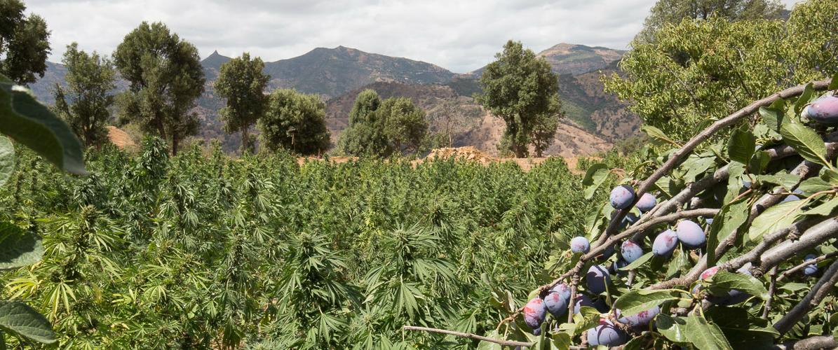 Semi Di Cannabis Femminizzati  Semi Femminizzati Di Cannabis Autofiorenti