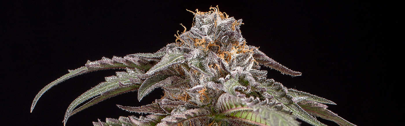 Purple Afghan Kush Dinafem Seeds