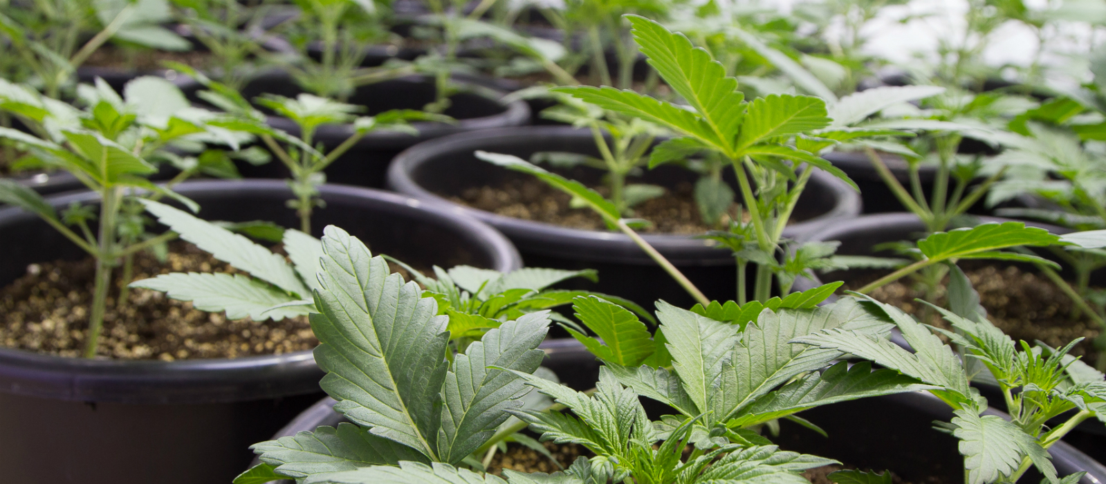How to grow autoflowering cannabis seeds