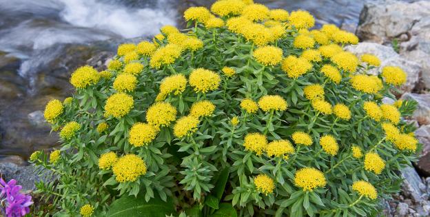 Rhodiola planta del mes Dinafem Seeds