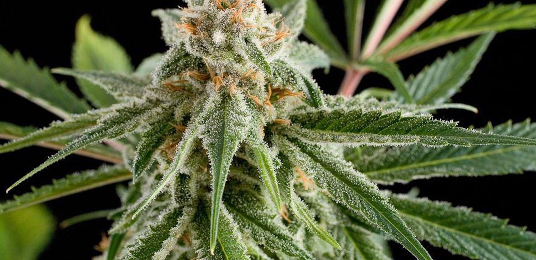 Cogollo de Royale Haze