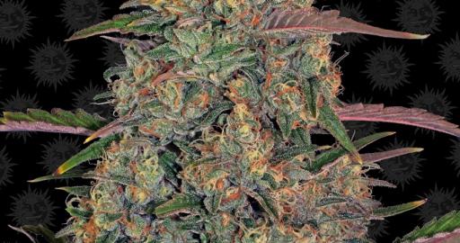 Pineapple Chunk - Buy Barney's Farm cannabis seeds
