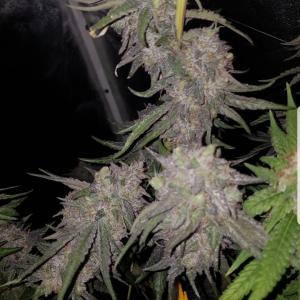 Purple Afghan Kush-Foto von Micky mouse