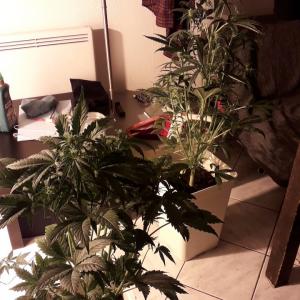 Photo of Fruit Autoflowering by Rouvera 