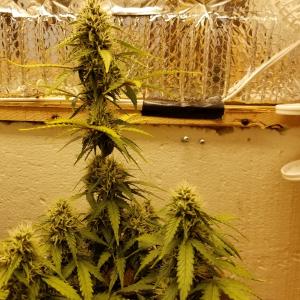 Photo of Moby Dick Autoflowering by djdaveis
