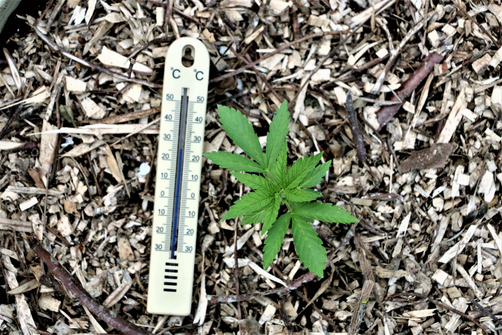 White Widow Auto Balcony baby