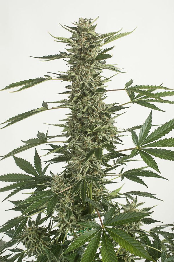 White Widow Auto a legendary '90s strain, now format