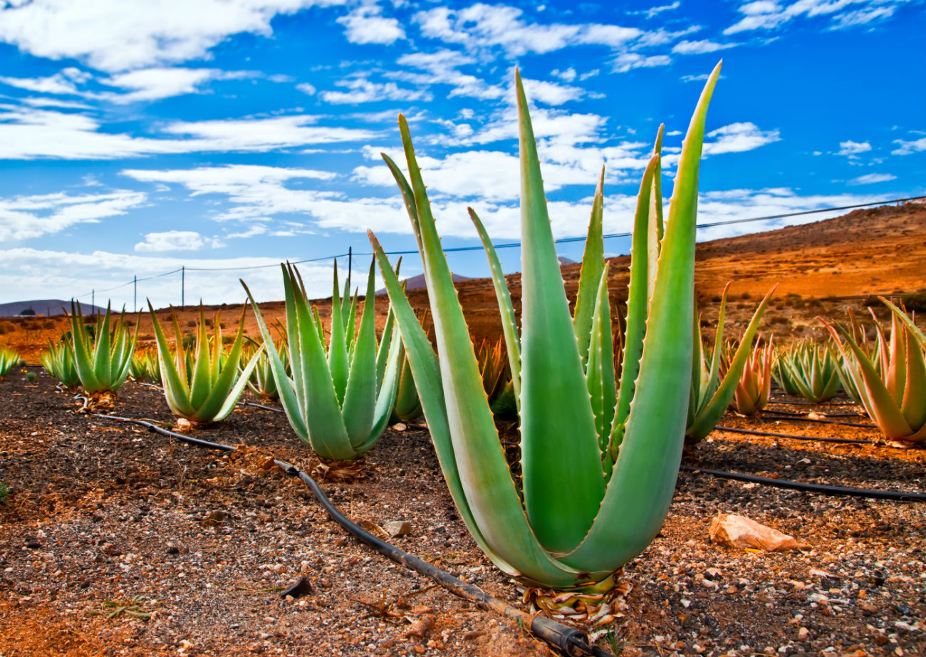 aloe vera pianta per il viso