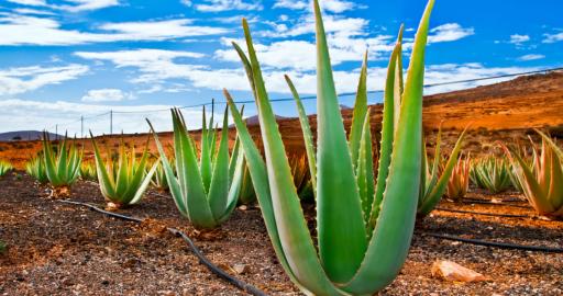 Plant of the month: Aloe vera