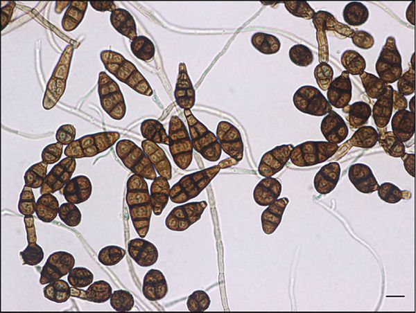 alternaria principal