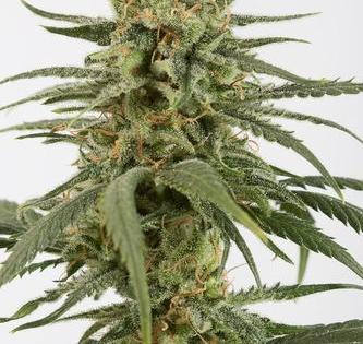 amnesia cbd effect cannabidiol cannabis marih