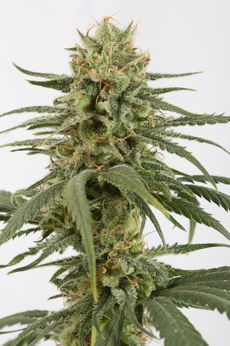 amnesia cbd marihuana cannabis efecto equili