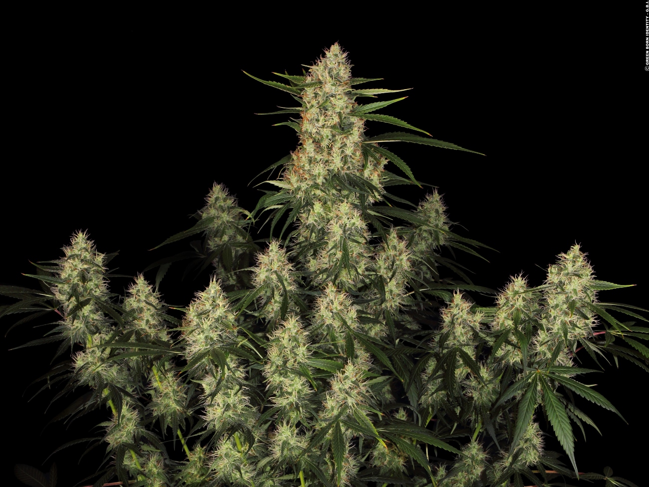 The Amnesia marijuana strain is a relatively high-THC/CBD ratio. 