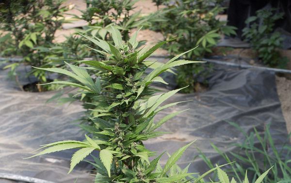 autoflorecientes marihuana cultivo cannabis e