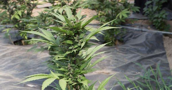 autoflorecientes marihuana cultivo cannabis e