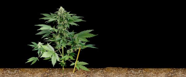 autoflowering by dreadybob for weed world