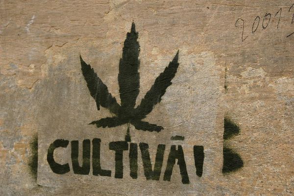 barcelona clubs cannabis