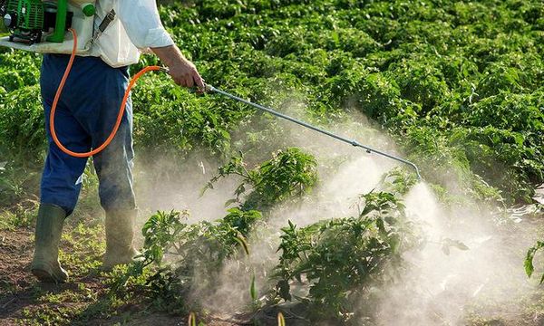 batalla pesticidas marihuana eeuu