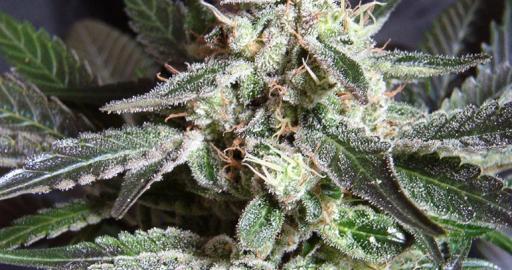 Black Jack Fast Version Buy Sweet Seeds cannabis seeds