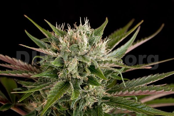 blue cheese de dinafem