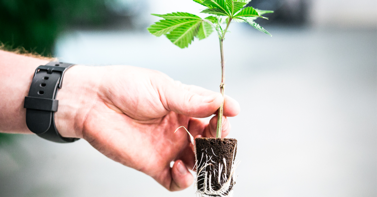 Comment faire des boutures avec la plante de cannabis ?