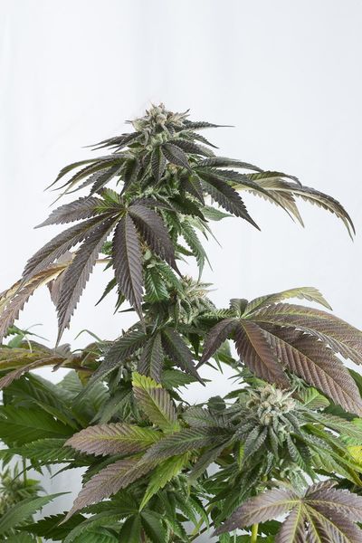 bubba kush cbd indica cannabis marijuana