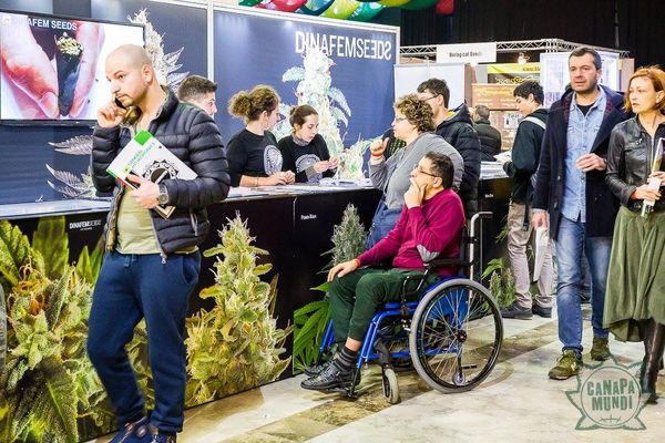 canapa mundi roma dinafem